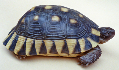 Marginated Tortoise