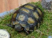 Breitrandschildkröte