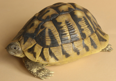 Hermann's Tortoise