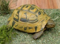 Landschildkröte (Griechische)