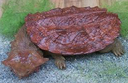 Fransenschildkröte (Mata Mata)