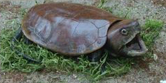Grosskopfschildkröte