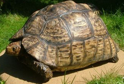 Leopard Tortoise