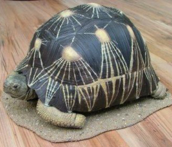 Radiated Tortoise