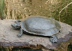 Schmuckschildkröte (Texas)
