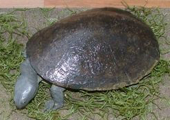  Austro-South American side-neck turtles