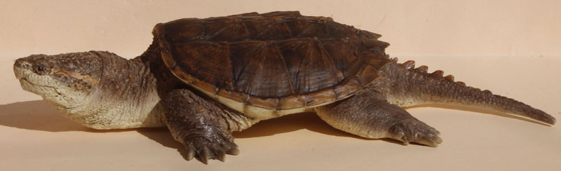 Common Snapping Turtle