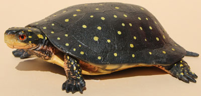 Spotted Turtle