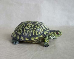 Dosenschildkröte (Carolina)