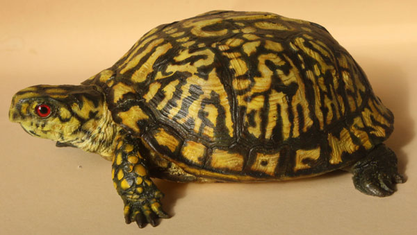 Dosenschildkröte (Carolina)