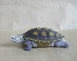 Diamondback Terrapin