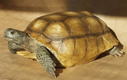 Gopherschildkröte (Georgia)