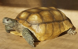 Gopher Tortoise