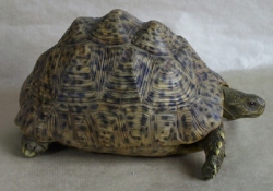 Leopard Tortoise