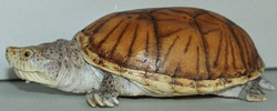 Moschusschildkröte (Kleine)
