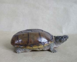 Eastern Mud Turtle