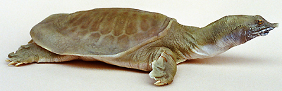 Weichschildkröte (Chinesische)