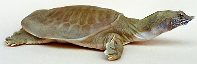 Chinese Softshell Turtle