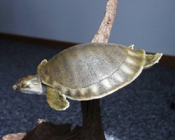 Weichschildkröte (Papua)