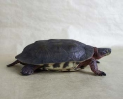 Wood Turtle