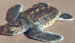 Karettschildkröte (Unechte)