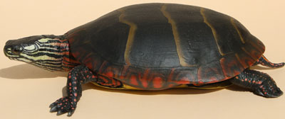 Painted Turtle