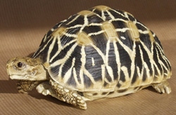 Sternschildkröte