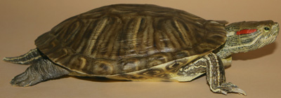 Rotwangenschildkröte