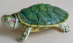 Rotwangenschildkröte