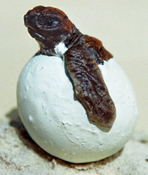  Karettschildkröte (Unechte)
