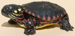 Painted Turtle