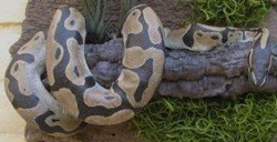 Ball Python / Royal Python