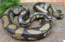 Ball Python / Royal Python