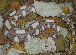 Gaboon Viper