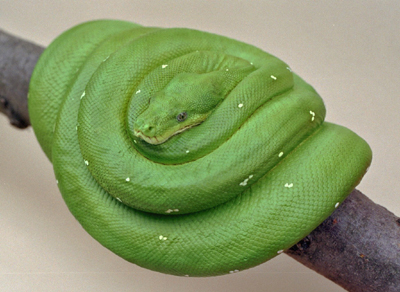 Green Tree Python