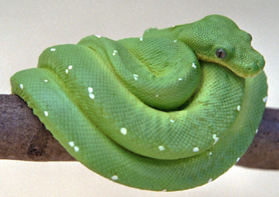 Green Tree Python