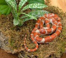 Corn Snake