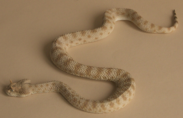 Saharan Horned Viper / Desert Horned Viper