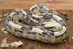 Gaboon Viper