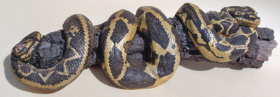 Carpet Python