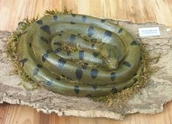 Anaconda