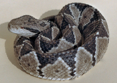 Mexican Jumping Pitviper / Jumping Viper