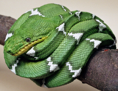 Emerald Tree Boa