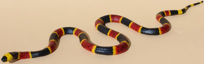 Eastern Coral Snake / Common Coral Snake / American cobra