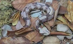 Gaboon Viper