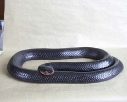 Indigo Snake