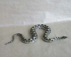 Eastern Hog-Nosed Snake / Spreading Adder / Deaf Adder