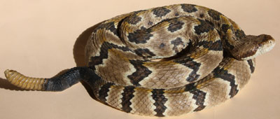 Timber Rattlesnake / Canebrake Rattlesnake / Banded Rattlesnake