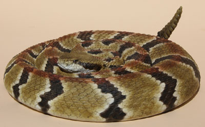 Timber Rattlesnake / Canebrake Rattlesnake / Banded Rattlesnake