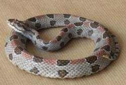 Pygmy Rattlesnake